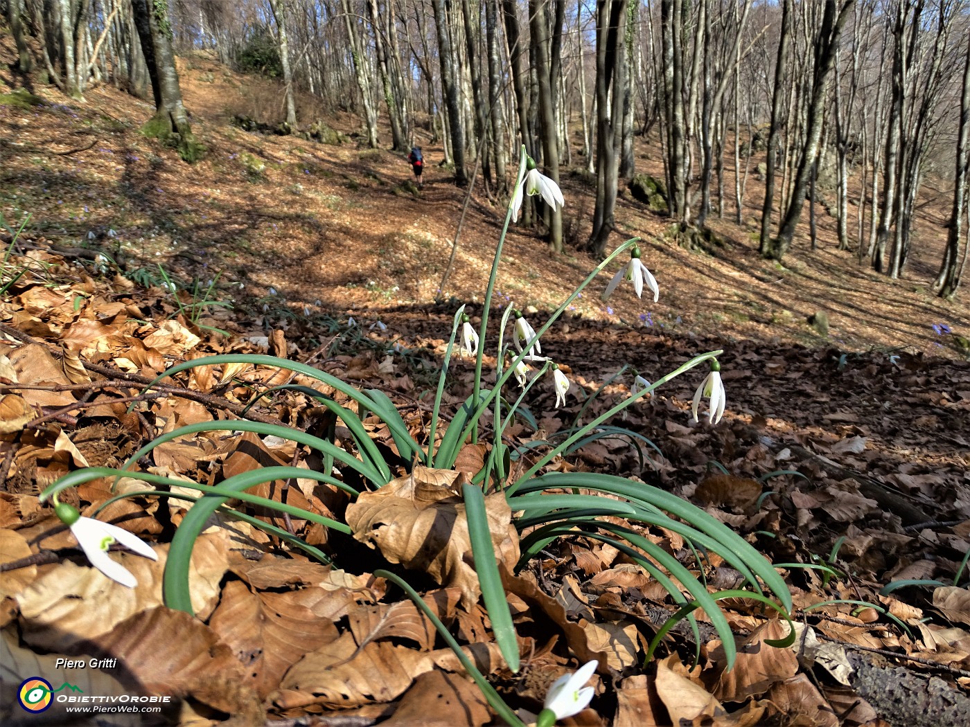 38 Bucanevi (Galanthus nivalis).JPG
